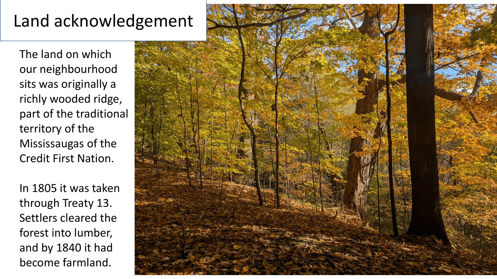 Autumn forest on the wooded ridge where Oakcrest sits